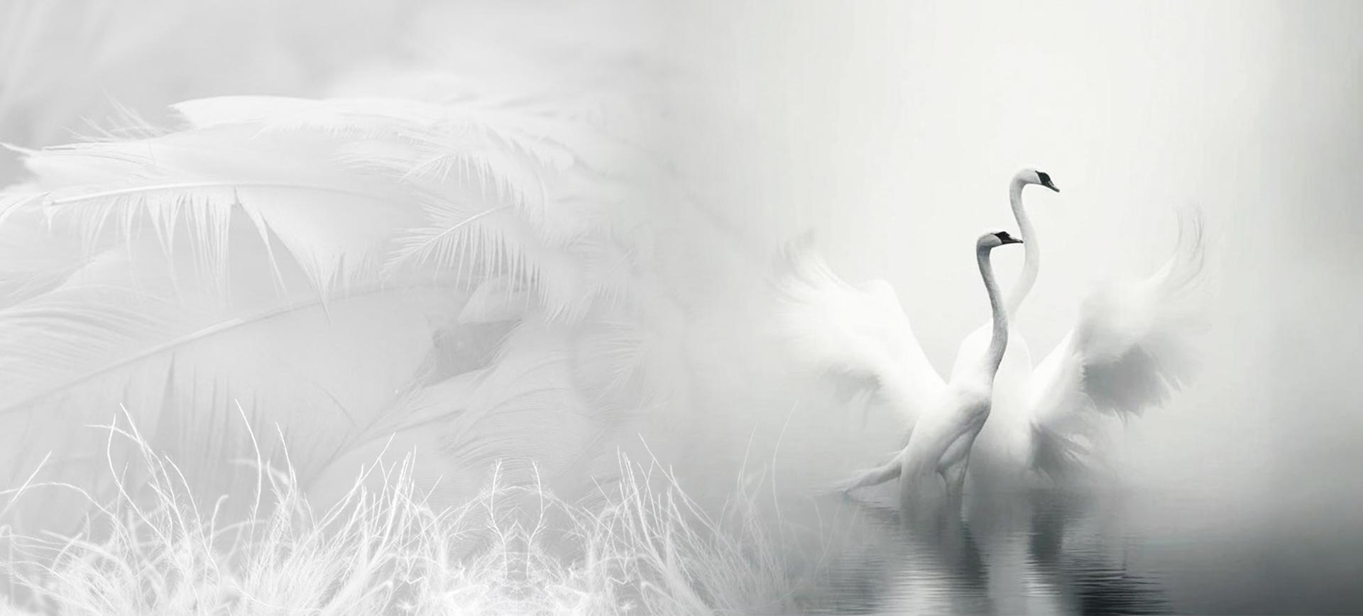 شرکت محصولات ژجیانگ شنجی داون، با مسئولیت محدود.