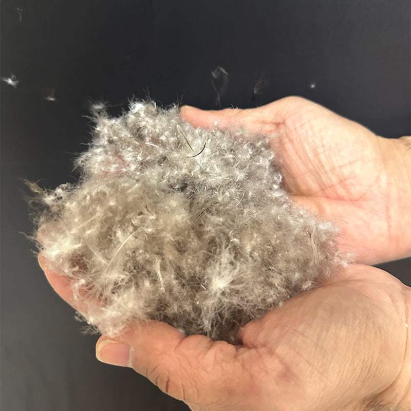 80% اردک خاکستری