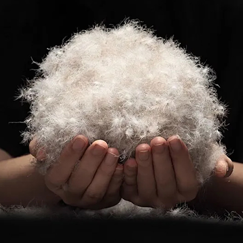 90% اردک خاکستری