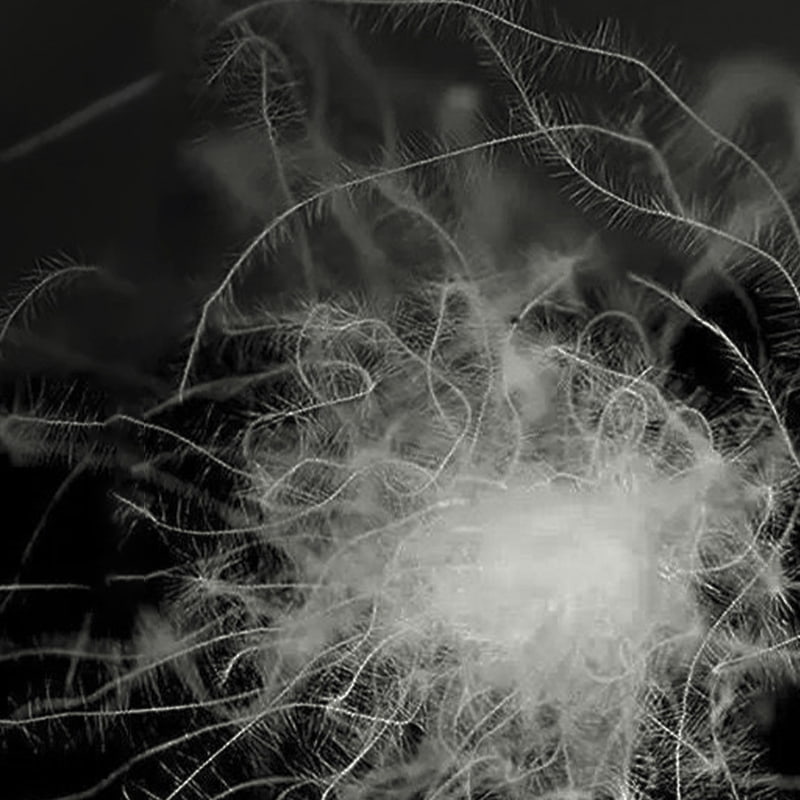 50% اردک خاکستری