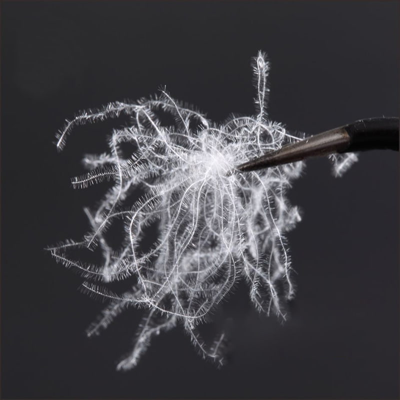 اردک سفید خالص 80٪